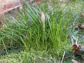 2012-01-31, Krokus (1)